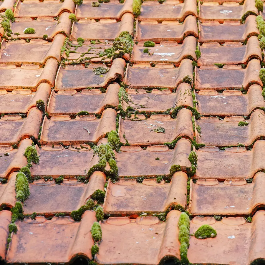 Roof Moss Removal work
