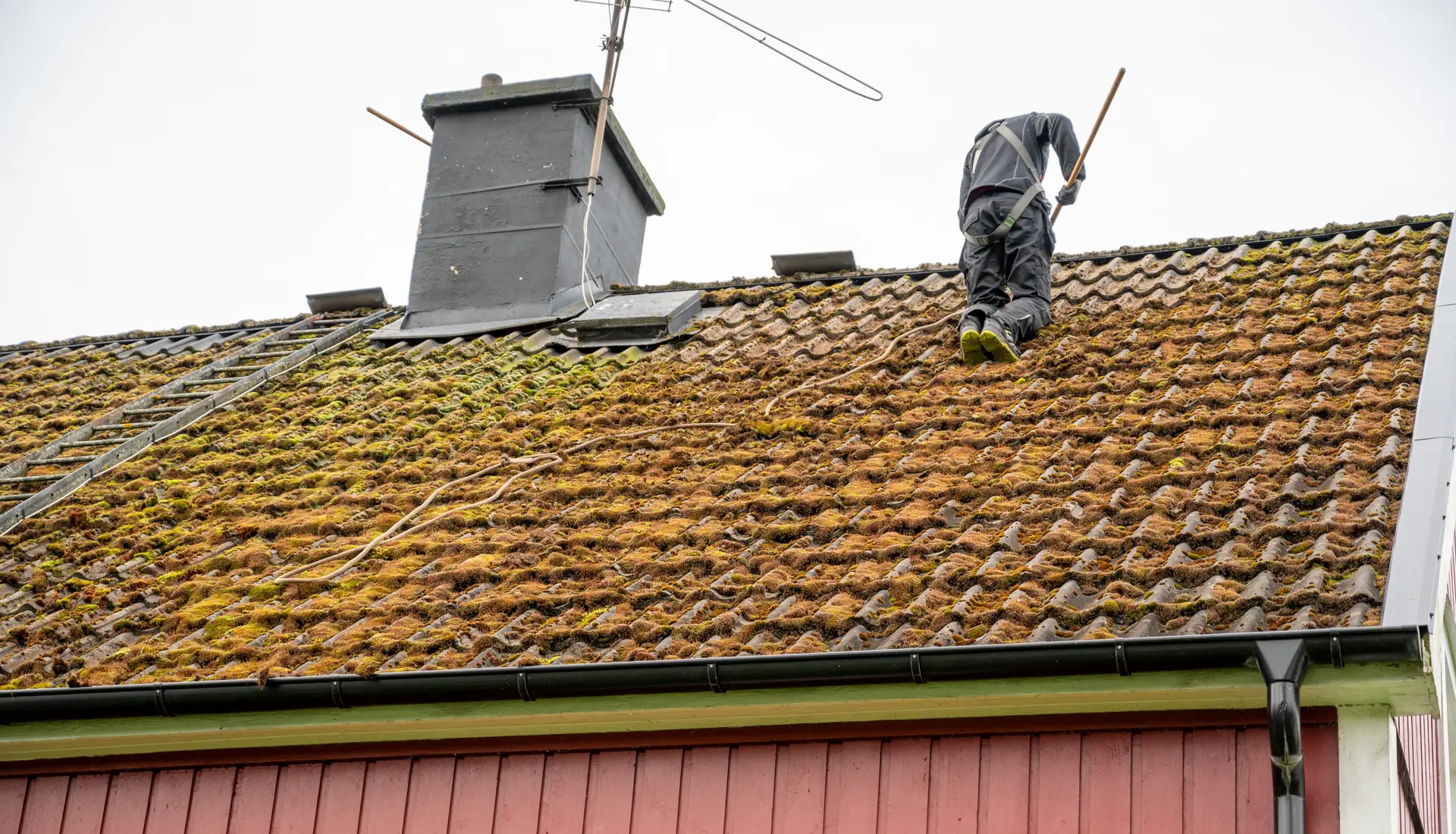 Roof Moss Removal by Steadfast Roofing and Building