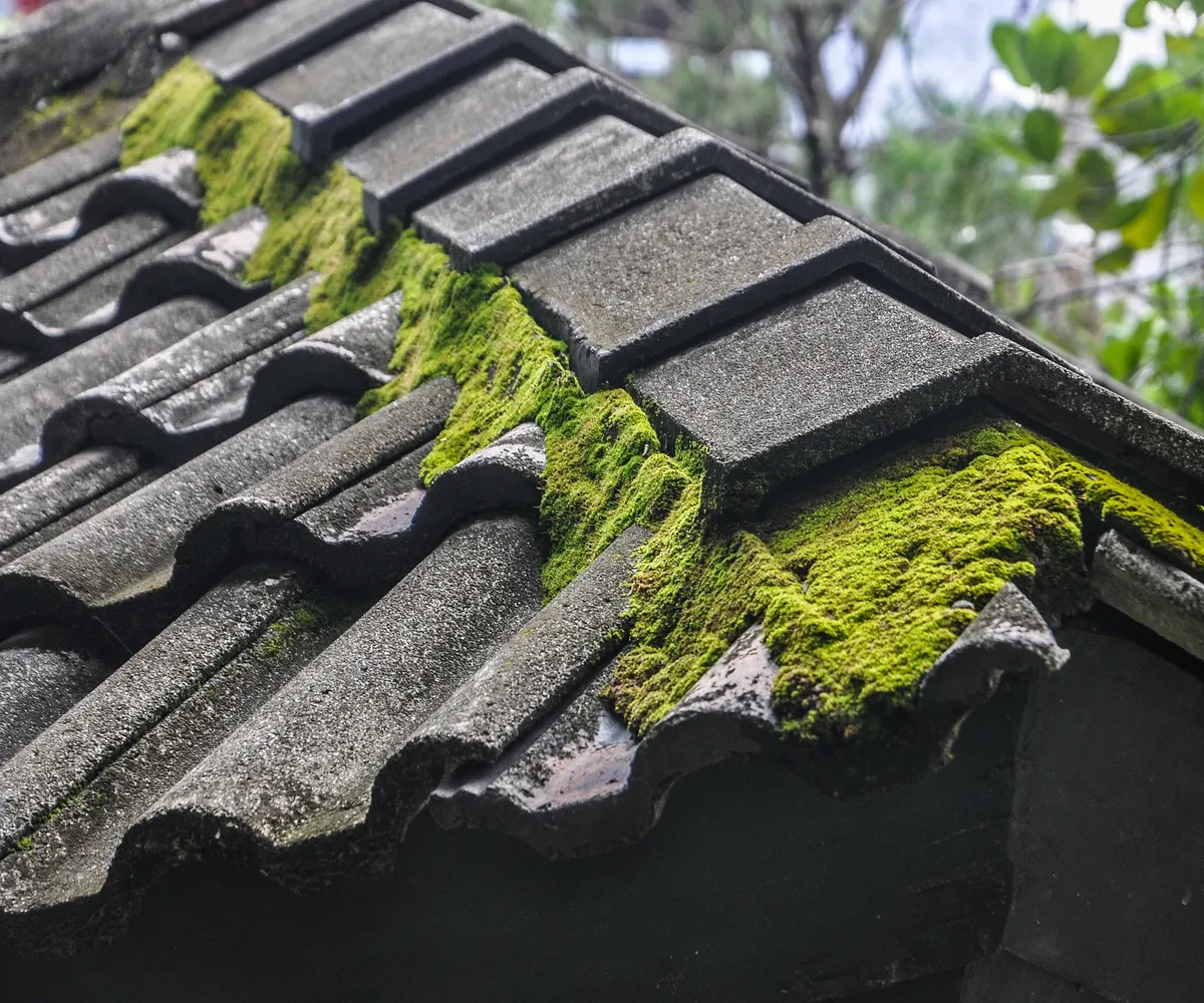 Roof Moss Removal carried out by Steadfast Roofing and Building