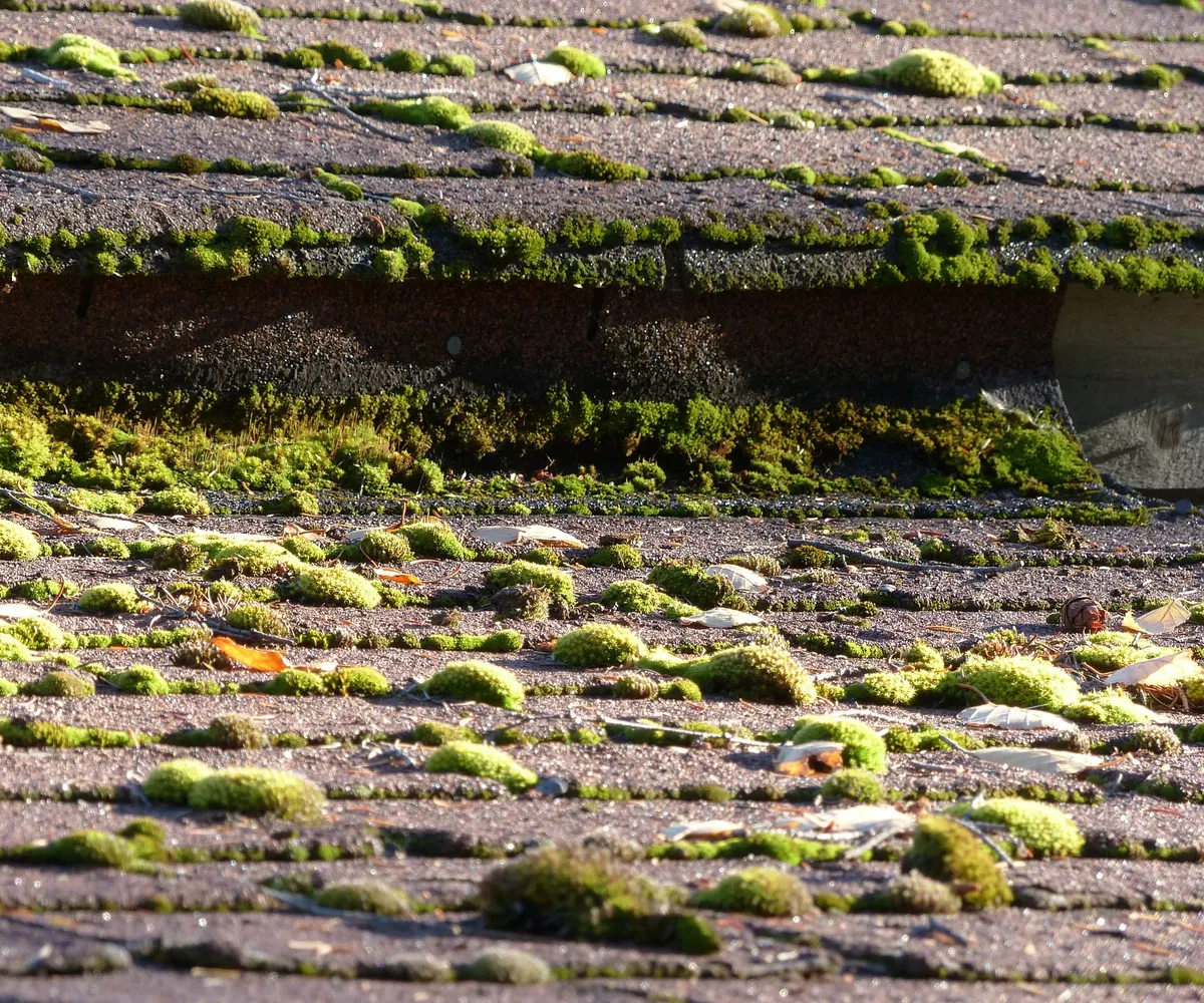 Roof Moss Removal by Steadfast Roofing and Building